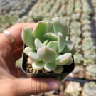 Echeveria Moonglow Succulent Plant Fresh Garden Echeveria Moonglow Succulent Plant Fresh Garden