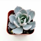 Echeveria Morning Beauty Succulent Plant Fresh Garden
