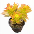 Echeveria Colorata Brandtii Succulent Plant Fresh Garden