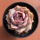 Echeveria Pink Diamond Comes In A 2.5 Pot Fresh Garden