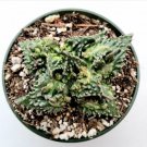 Echeveria Puli-Lindsayana Rooted In 2  Plant Pot Succulent Plant Fresh Garden