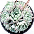 Echeveria Raspberry Ice Cluster Succulent Plant Fresh Garden Echeveria Raspberry Ice Cluster Succulent Plant Fresh Garden