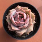Echeveria Pink Diamond Comes In A 2.5 Pot Fresh Garden