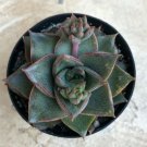 Echeveria Purpusorum Comes In A 2.5 Pot Fresh Garden Echeveria Purpusorum Comes In A 2.5 Pot Fresh Garden