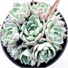 Echeveria Raspberry Ice Cluster Succulent Plant Fresh Garden Echeveria Raspberry Ice Cluster Succulent Plant Fresh Garden