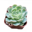 Echeveria Raspberry Ice Succulent Plant Fresh Garden Echeveria Raspberry Ice Succulent Plant Fresh Garden
