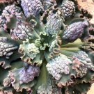 Echeveria Sea Dragon Pp29814 Currently In A 8 Container Fresh Garden Echeveria Sea Dragon Pp29814 Currently In A 8 Container Fresh Garden