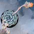 Echeveria Seraphina Comes In A 2.5  Pot Fresh Garden