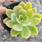 Echeveria Silk Veil Succulent Plant Fresh Garden