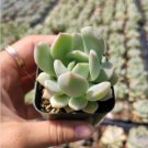 Echeveria Sp Grey Succulent Plant Fresh Garden
