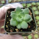 Echeveria Succulents Variety Pack Fresh Garden Echeveria Succulents Variety Pack Fresh Garden