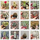 Echeveria Suyon Rosette Succulent Rooted In 2  Plant Pot Fresh Garden