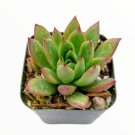 Echeveria Vampire Red Ball Succulent Plant Fresh Garden Echeveria Vampire Red Ball Succulent Plant Fresh Garden