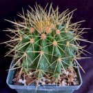 Echinocactus Grusonii Cactus Plant Fresh Garden Echinocactus Grusonii Cactus Plant Fresh Garden