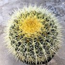 Echinocactus Grusonii Golden Barrel Cactus Currently In A 8 Container Fresh Garden Echinocactus Grusonii Golden Barrel Cactus Currently In A 8 Container Fresh Garden