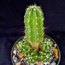 Echinocereus Viereckii Cactus Plant Fresh Garden Echinocereus Viereckii Cactus Plant Fresh Garden