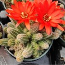 Echinopsis Chamaecereus Peanut Cactus Fresh Garden Echinopsis Chamaecereus Peanut Cactus Fresh Garden