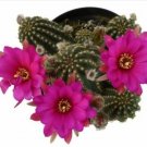Echinopsis Rose Quartz  Peanut Cactus Comes In A 3.5 Pot Fresh Garden