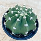 Echinopsis Subdenudata Easter Lily Cactus Domino Comes In A 3.5 Pot Fresh Garden Echinopsis Subdenudata Easter Lily Cactus Domino Comes In A 3.5 Pot Fresh Garden