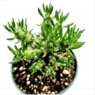 Epiphyllum Anguliger Fishbone Cactus’ Succulent Plant Fresh Garden Epiphyllum Anguliger Fishbone Cactus’ Succulent Plant Fresh Garden
