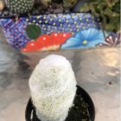Espostoa Melanostele Peruvian Old Lady Cactus Comes In A 2.5 Pot Fresh Garden Espostoa Melanostele Peruvian Old Lady Cactus Comes In A 2.5 Pot Fresh Garden