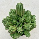 Euphorbia Anoplia Tanzanian Zipper Plant Currently In A 9 Container Fresh Garden Euphorbia Anoplia Tanzanian Zipper Plant Currently In A 9 Container Fresh Garden