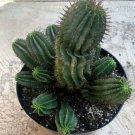 Euphorbia Cerei Mis Milk Barrel Cactus Presently In A 9 Pot Fresh Garden Euphorbia Cerei Mis Milk Barrel Cactus Presently In A 9 Pot Fresh Garden