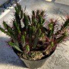 Euphorbia Enopia Currently In A 9 Pot Large Plant Fresh Garden Euphorbia Enopia Currently In A 9 Pot Large Plant Fresh Garden