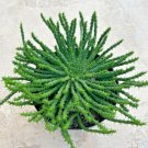 Euphorbia Flanaganii Medusa S Head Currently In A 9 Pot Large Plant Fresh Garden Euphorbia Flanaganii Medusa S Head Currently In A 9 Pot Large Plant Fresh Garden