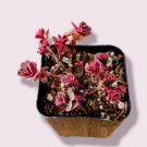 Euphorbia Flanaganii Medusa S Head Succulent Plant Fresh Garden Euphorbia Flanaganii Medusa S Head Succulent Plant Fresh Garden