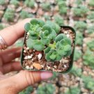 Euphorbia Horrida African Milk Barrel Succulent Plant Fresh Garden Euphorbia Horrida African Milk Barrel Succulent Plant Fresh Garden