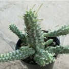 Euphorbia Mammillaris Variegata Corn Cob Comes In A 2.5 Pot Fresh Garden