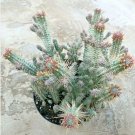 Euphorbia Mammillaris Variegata Corn Cob Currently In A 9 Pot Large Plant Fresh Garden
