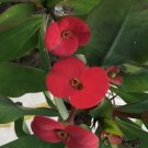 Euphorbia Milii Crown Of Thorns Red Comes In A 3.5 Pot Fresh Garden Euphorbia Milii Crown Of Thorns Red Comes In A 3.5 Pot Fresh Garden