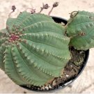 Euphorbia Enopia Currently In A 9 Pot Large Plant Fresh Garden Euphorbia Enopia Currently In A 9 Pot Large Plant Fresh Garden