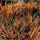 Euphorbia Tirucalli Rosea Fire Sticks Red Pencil Tree 5 Cuttings Fresh Garden Euphorbia Tirucalli Rosea Fire Sticks Red Pencil Tree 5 Cuttings Fresh Garden