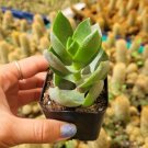 Euphorbia Trigona African Milk Tree Cactus Fresh Garden Euphorbia Trigona African Milk Tree Cactus Fresh Garden