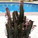 Euphorbia Trigona Good Luck Plant Royal Red Presently In A 9 Pot Fresh Garden Euphorbia Trigona Good Luck Plant Royal Red Presently In A 9 Pot Fresh Garden