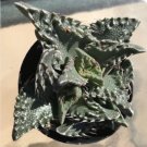 Faucaria Tigrina Tiger Jaws Comes In A 2.5 Pot Fresh Garden Faucaria Tigrina Tiger Jaws Comes In A 2.5 Pot Fresh Garden