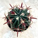 Ferocactus Latispinus Devil S Tongue Cactus Comes In A 3.5 Pot Fresh Garden Ferocactus Latispinus Devil S Tongue Cactus Comes In A 3.5 Pot Fresh Garden