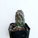 Graptopetalum Allen Succulent Plant Fresh Garden Graptopetalum Allen Succulent Plant Fresh Garden