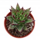 Graptopetalum Paraguayense - Blue Haze Succulent Plant Fresh Garden Graptopetalum Paraguayense - Blue Haze Succulent Plant Fresh Garden