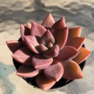 Graptosedum Cali Nia Sunset Comes In A 2.5 Pot Fresh Garden Graptosedum Cali Nia Sunset Comes In A 2.5 Pot Fresh Garden