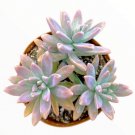 Graptosedum Francesco Baldi Succulent Plant Fresh Garden Graptosedum Francesco Baldi Succulent Plant Fresh Garden