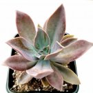 Graptoveria Fred Ives Succulent Plant Fresh Garden Graptoveria Fred Ives Succulent Plant Fresh Garden