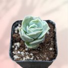 Graptoveria Lovely Rose Succulent Plant Fresh Garden Graptoveria Lovely Rose Succulent Plant Fresh Garden
