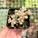 Graptoveria Mirinae Succulent Plant Fresh Garden
