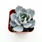Greenovia Aurea Succulent Plant Fresh Garden Greenovia Aurea Succulent Plant Fresh Garden