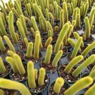 Greenovia Dodrentalis Mountain Rose Succulent Plant Fresh Garden Greenovia Dodrentalis Mountain Rose Succulent Plant Fresh Garden