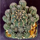 Gymnocalycium Bruchii Xl Cactus Plant Fresh Garden Gymnocalycium Bruchii Xl Cactus Plant Fresh Garden